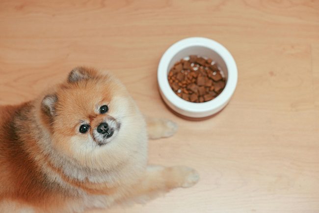 Corso di Educazione Alimentare per una corretta alimentazione del cane